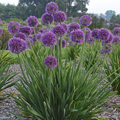 Allium x 'Lavender Bubbles'