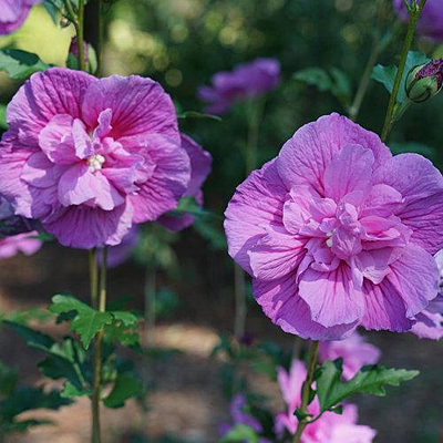 Hibiscus s. 'Dark Lavender Chiffon'