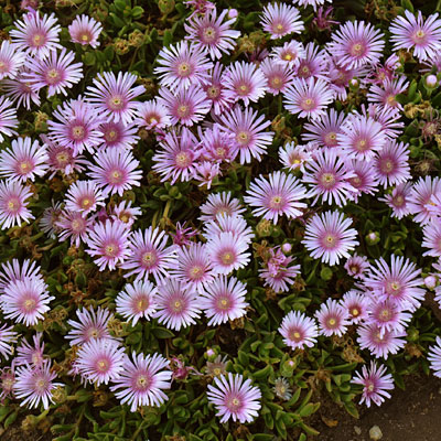Delosperma c. 'Lavender Ice'
