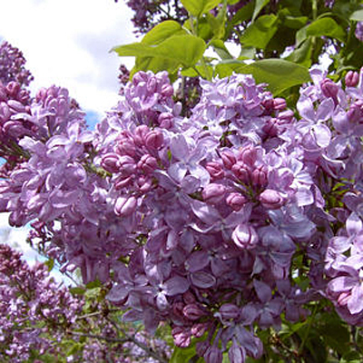 Syringa x h. 'Lavender Lady'