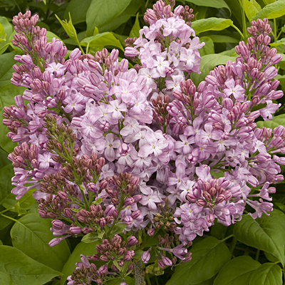 Syringa v. 'Lavender Lady'