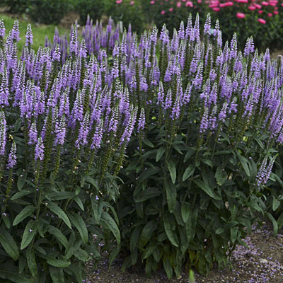 Veronica x 'Lavender Lightsaber'