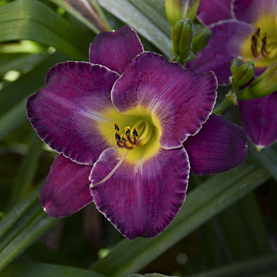Hemerocallis 'New Lavender Triumph'