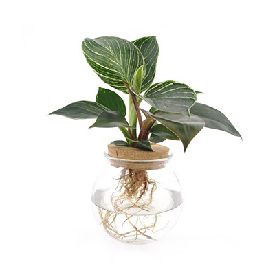 Leafjoy H2O Sprouts Bowl