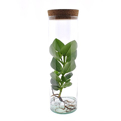 Leafjoy H2O Little Sprouts