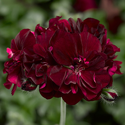 Geranium 'Ivy League Burgundy'