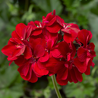 Geranium 'Ivy League Red'