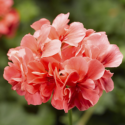 Geranium 'Ivy League Salmon'