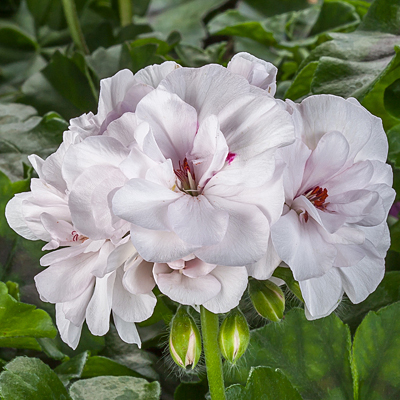 Geranium 'Ivy League White'