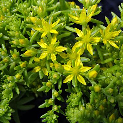 Sedum x 'Lemon Ball'