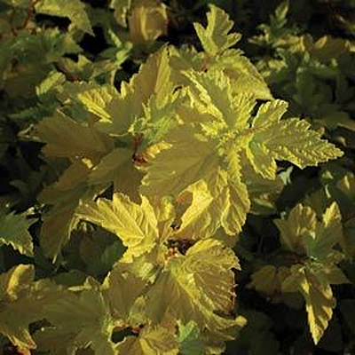 Physocarpus o. 'Gumdrop Lemon Candy'