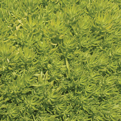 Sedum 'Lemon Coral'