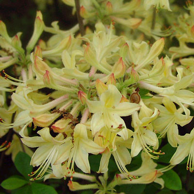 Azalea x 'Lemon Drop'