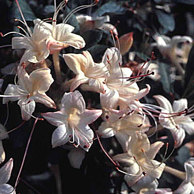 Azalea 'Weston's Lemon Drop'