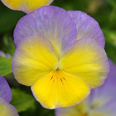 Viola c. 'Halo Lemon Frost'