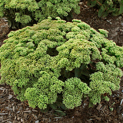 Sedum x 'Lemon Jade'