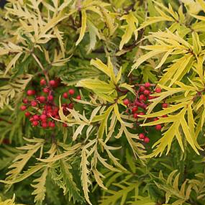 Sambucus r. 'Lemony Lace'