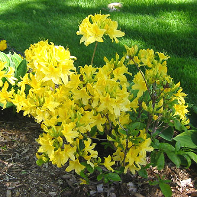 Azalea 'Lemon Lights'