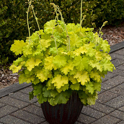 Heuchera x 'Lemon Love'