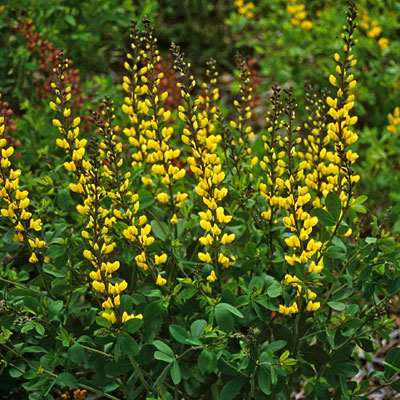 Baptisia x 'Lemon Meringue'