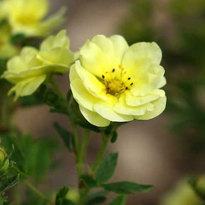 Potentilla f. 'Lemon Meringue'