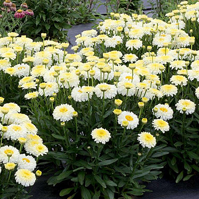 Leucanthemum x s. 'Lemon Puff'