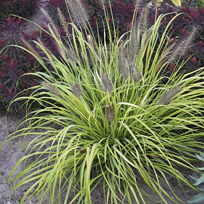 Pennisetum a. 'Lemon Squeeze'