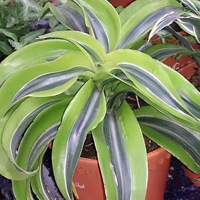Dracaena 'Lemon Surprise'