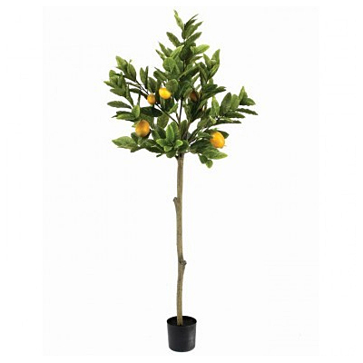 Tree - Lemon Potted Topiary & Lemons