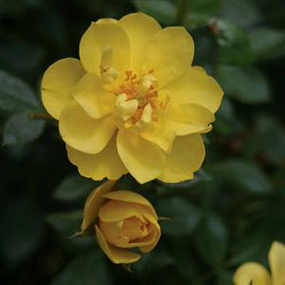 Rosa 'Oso Easy Lemon Zest'