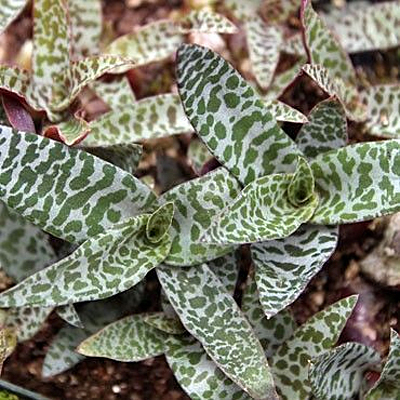 Dieffenbachia 'Leopard Lily'