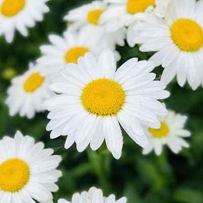 Leucanthemum x s. 'Becky'