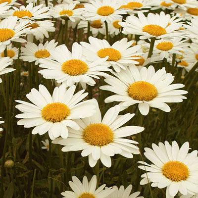 Leucanthemum x s. 'Brightside'