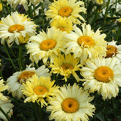 Leucanthemum x s. 'Goldfinch'