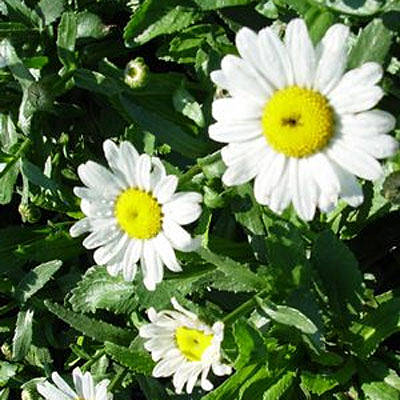 Leucanthemum x s. 'Lacrosse'