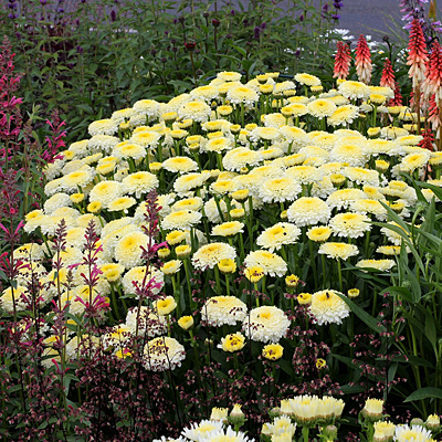 Leucanthemum x s. 'Luna'