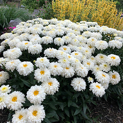 Leucanthemum x s. 'Macaroon'