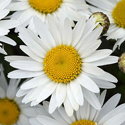 Leucanthemum x s. 'Madonna'