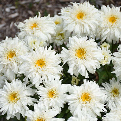 Leucanthemum x s. 'Marshmallow'