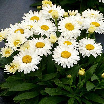 Leucanthemum x s. 'Shortstop'