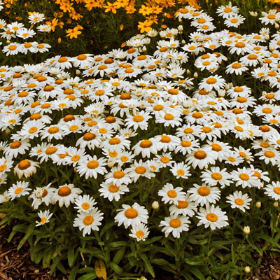Leucanthemum x s. 'Snowcap'