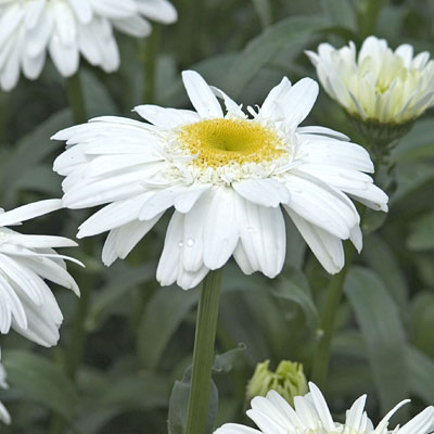 Leucanthemum x s. 'Thomas Killen'
