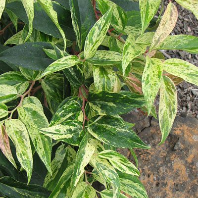 Leucothoe f. 'Rainbow'