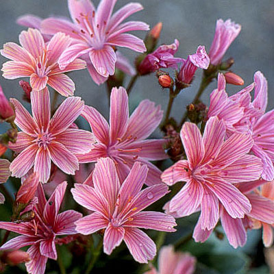 Lewisia l. 'Little Plum'