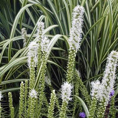 Liatris sp. 'Floristan White'