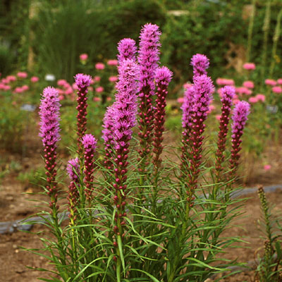 Liatris sp. 'Kobold'