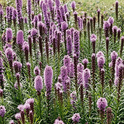 Liatris spicata