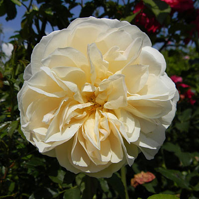 Rosa 'Lichfield Angel'