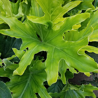 Philodendron 'Lickety Split'
