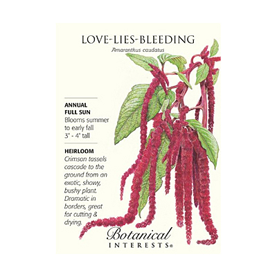 Seeds - BI Amaranth Love Lies Bleeding